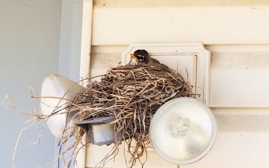 Robins – A Sign of Spring
