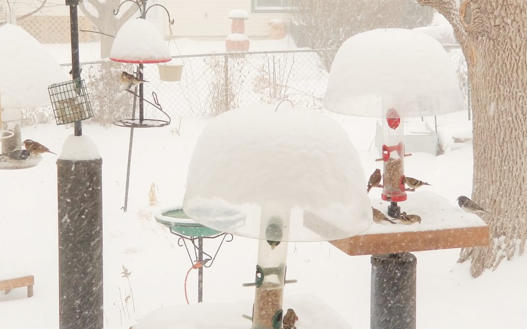 Help Birds Keep Warm This Winter