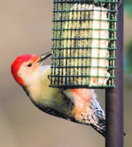 Red-bellied Woodpecker