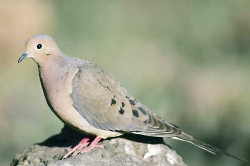 Mourning Doves