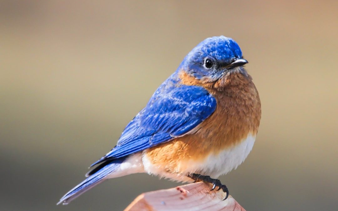 Bluebird Basics