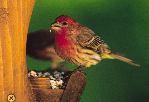 Fun Facts about House Finches