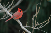 Northern Cardinals