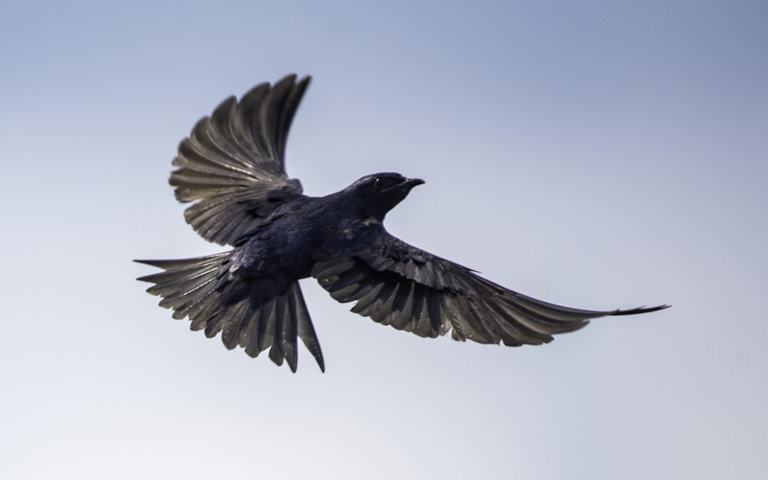 Passion for Purple… Martins